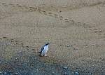 IMG_2263 yelloweyed.JPG